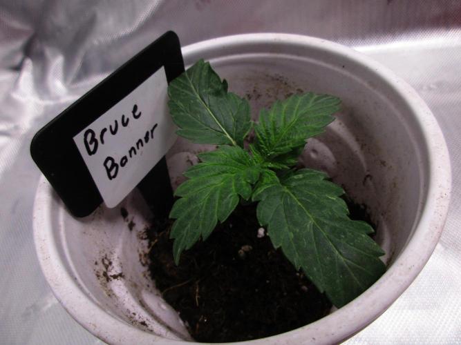 Bruce Banner. Week 1