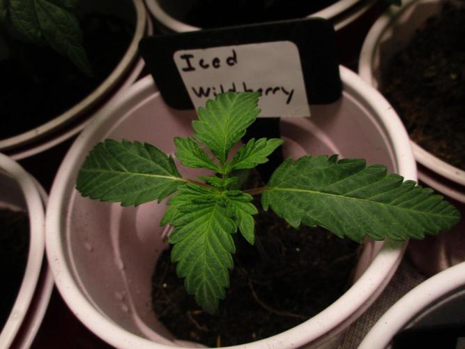 Iced Wildberry. Week 1