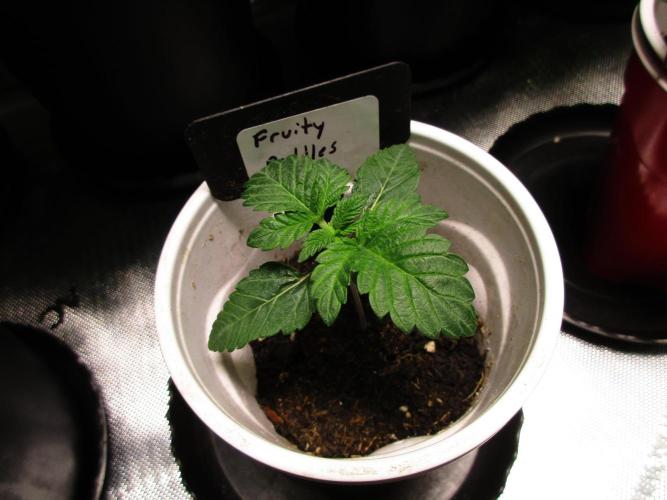 Fruity Pebbles. Week 1