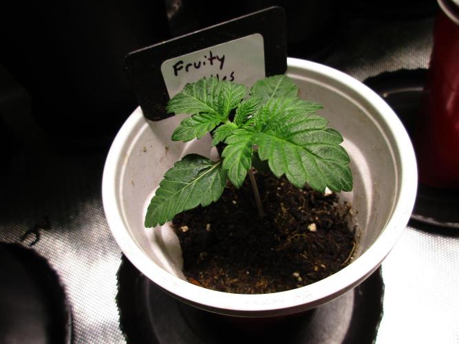 Fruity Pebbles. Week 1