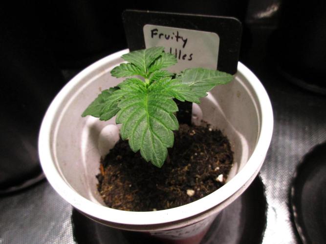 Fruity Pebbles. Week 1