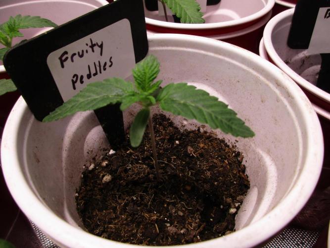 Fruity Pebbles. Week 1