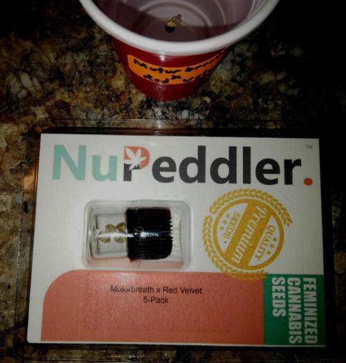 Motor Breath x Red Velvet #3. Week 0