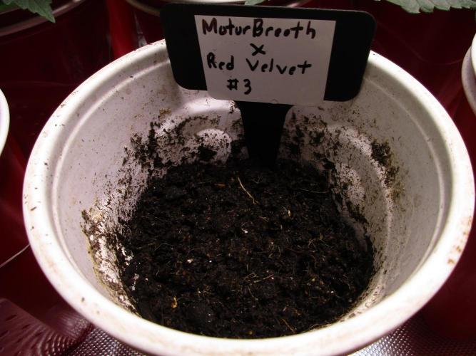 Motor Breath x Red Velvet #3. Week 0