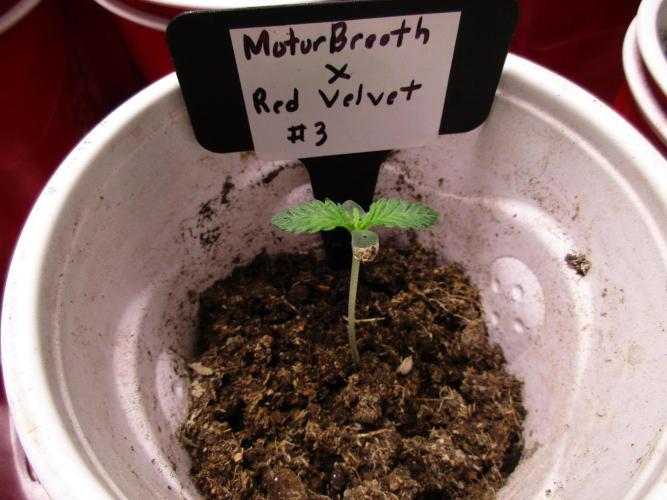 Motor Breath x Red Velvet #3. Week 0