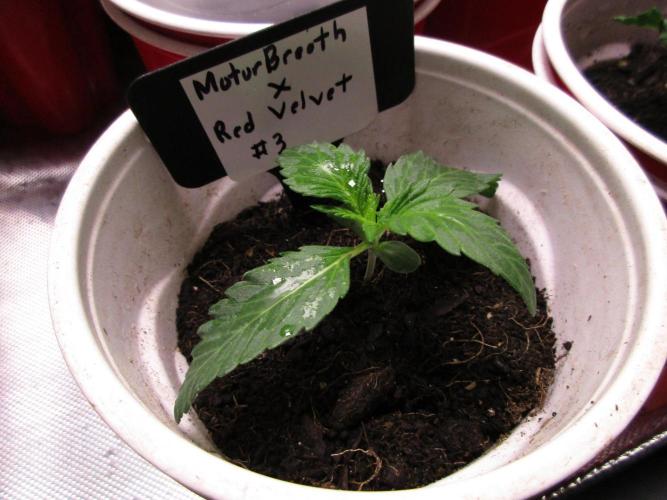 Motor Breath x Red Velvet #3. Week 0