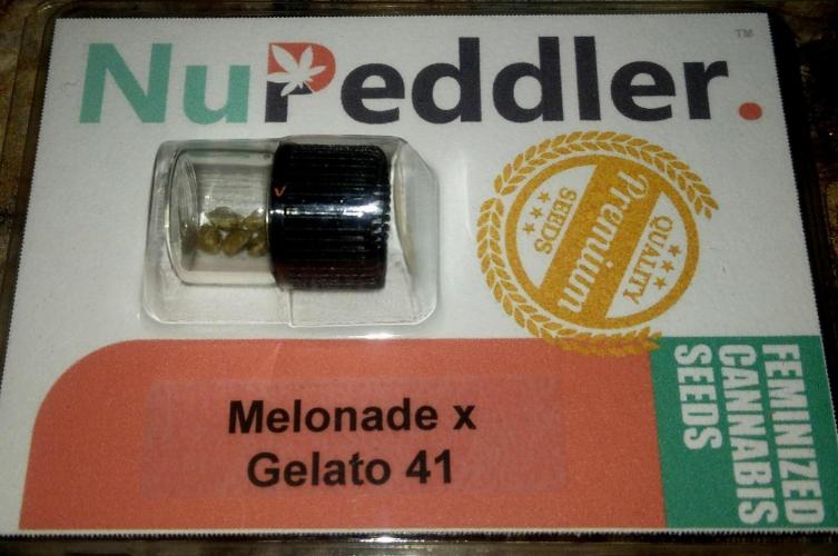 Melonade x Gelato 41 #2. Week 0