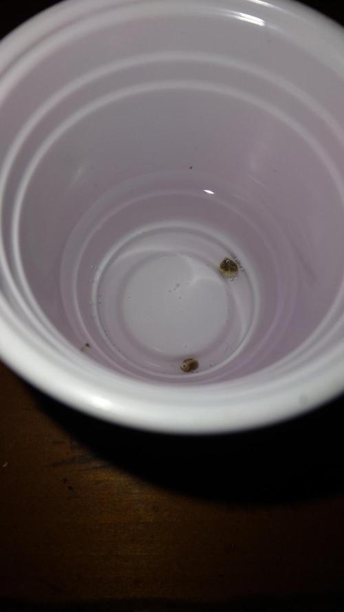 Melonade x Gelato 41 #2. Week 0