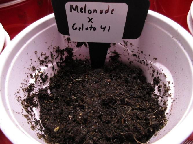 Melonade x Gelato 41 #2. Week 0