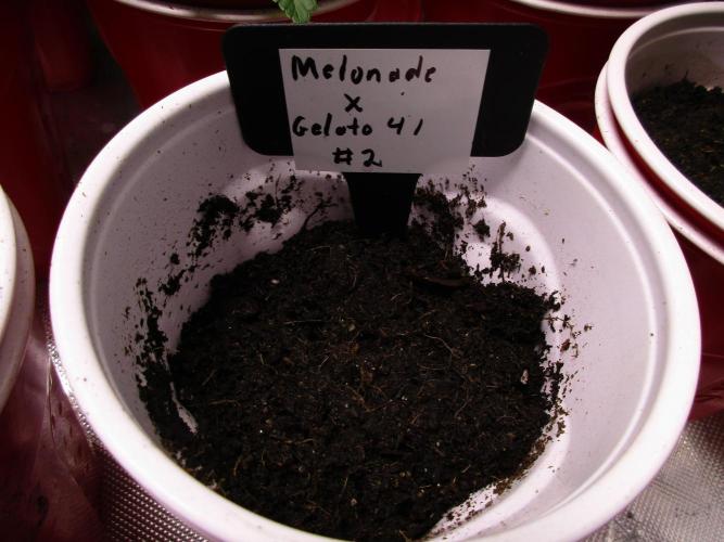 Melonade x Gelato 41 #2. Week 0