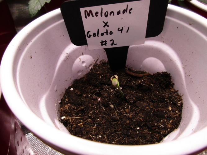 Melonade x Gelato 41 #2. Week 0