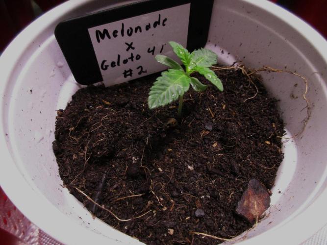 Melonade x Gelato 41 #2. Week 0