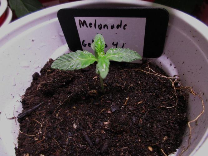 Melonade x Gelato 41 #2. Week 0