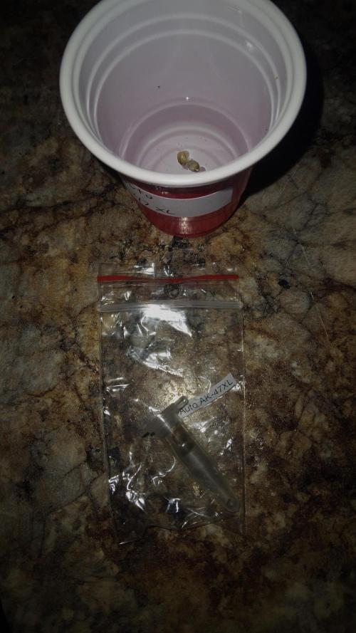 Auto AK-47 XL. Week 0