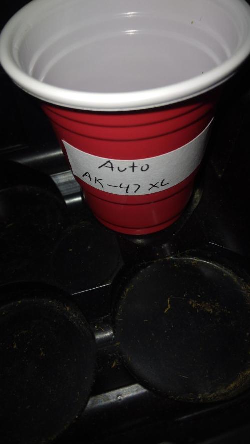 Auto AK-47 XL. Week 0