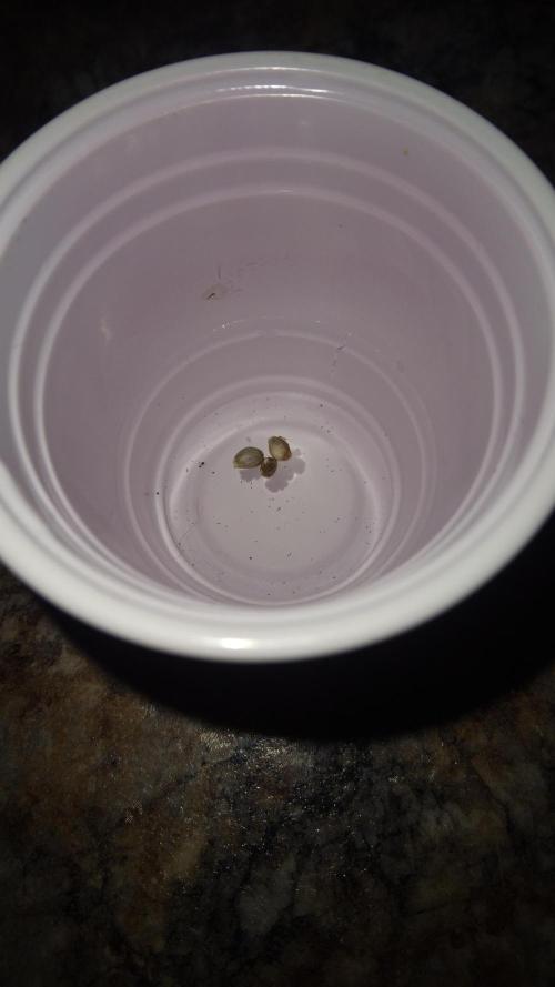 Auto Divine Rapier. Week 0