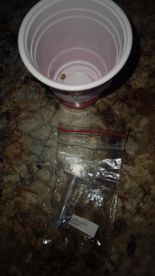 Auto Divine Rapier. Week 0