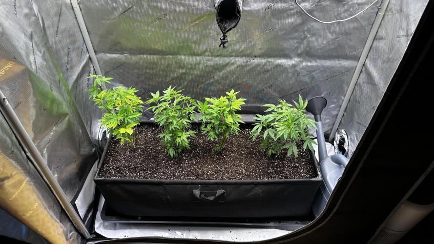 Tray2Smoke Key Lime Pie. Week 4 - Right after planting them