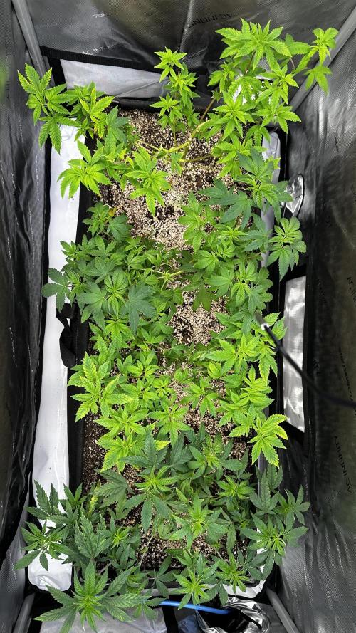 Tray2Smoke Key Lime Pie. Week 4 - Next day Supercrop everything 