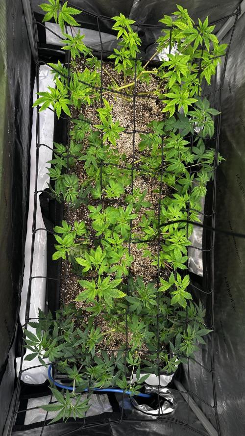 Tray2Smoke Key Lime Pie. Week 4 - Few days later remove leaves and put the net