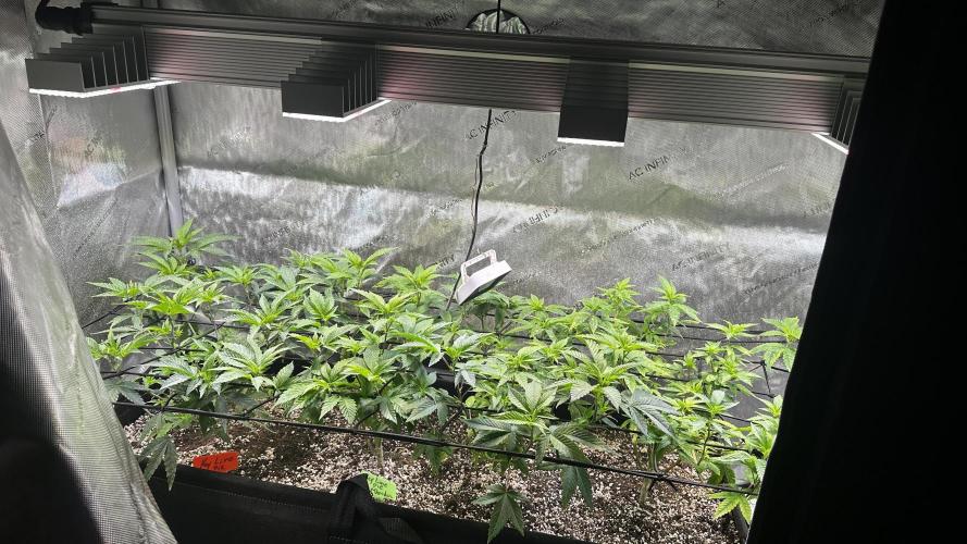 Tray2Smoke Key Lime Pie. Week 5 - Day 2