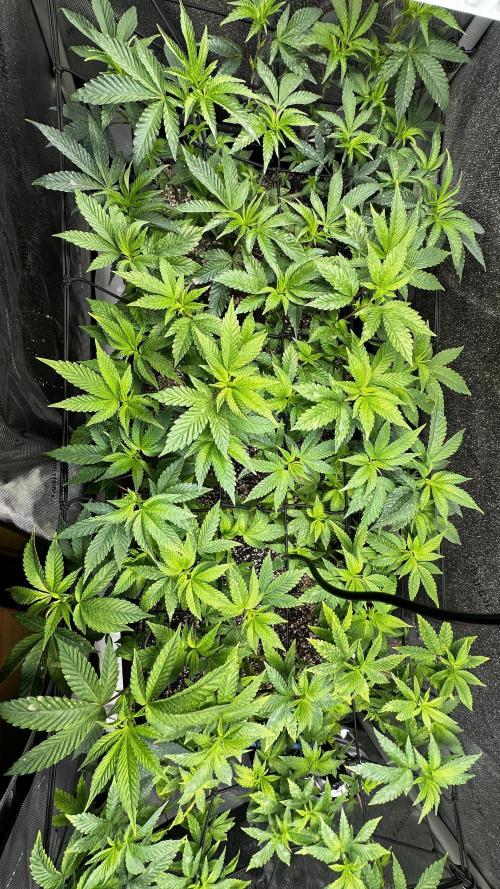 Tray2Smoke Key Lime Pie. Week 5 - Day 2