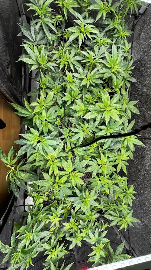 Tray2Smoke Key Lime Pie. Week 5 - Day 3