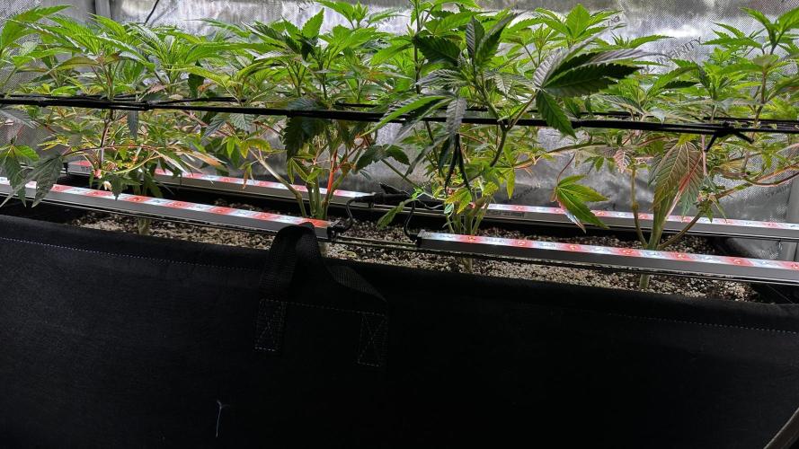 Tray2Smoke Key Lime Pie. Week 5 - Day 4