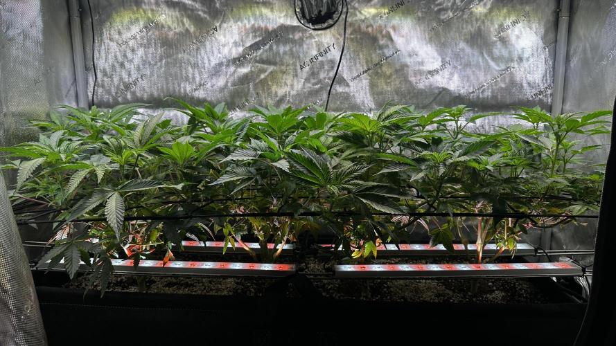 Tray2Smoke Key Lime Pie. Week 6