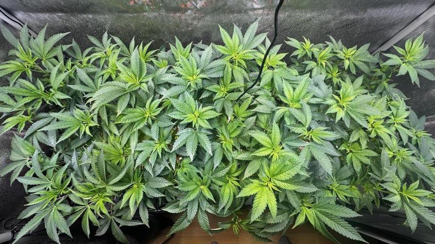 Tray2Smoke Key Lime Pie. Week 6