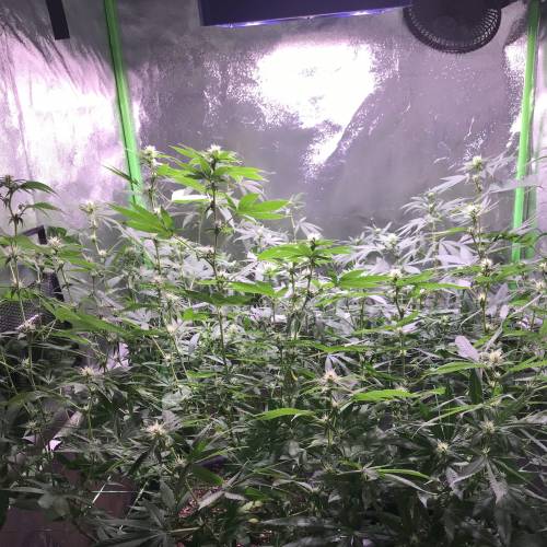 Durban poison. Week 6