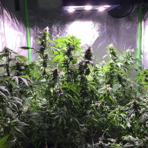 Durban poison. Week 6