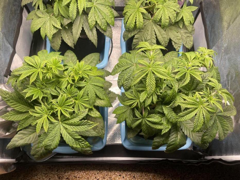 Sour Diesel x Lemon Party. Week 4