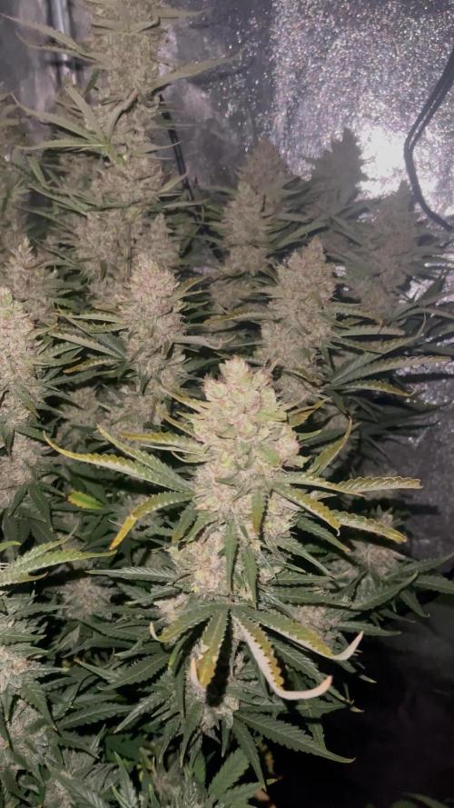 🦍 Gorilla Cookies 🍪