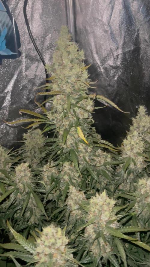 🦍 Gorilla Cookies 🍪