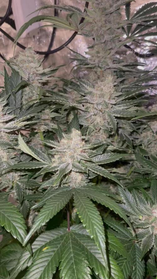 🍓 Strawberry Slushie 🥤