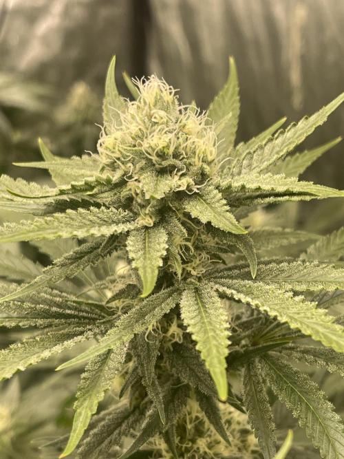 👀 Zoomiez 🔍. Week 10