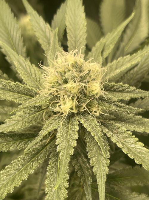 👀 Zoomiez 🔍. Week 10