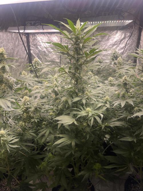 💧 Elementz 🔥. Week 10