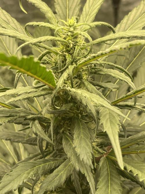 💧 Elementz 🔥. Week 10