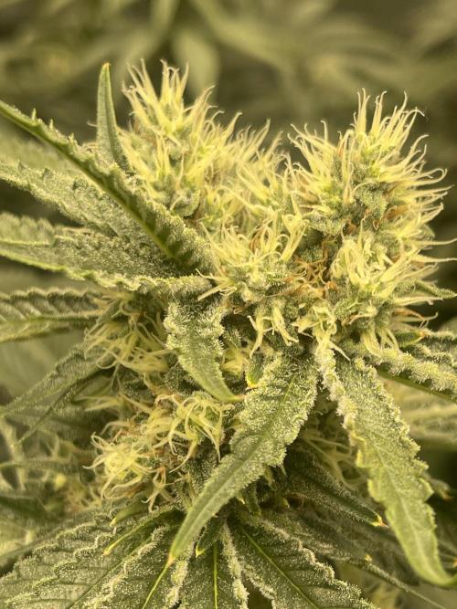 🍬 Runtzez 🍬. Week 10