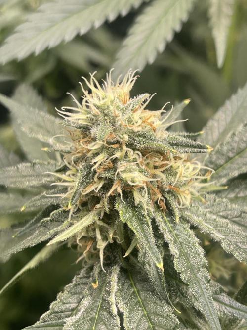 🍬 Runtzez 🍬. Week 10