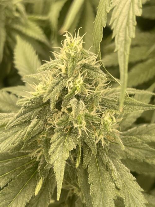 🍬 Runtzez 🍬. Week 10