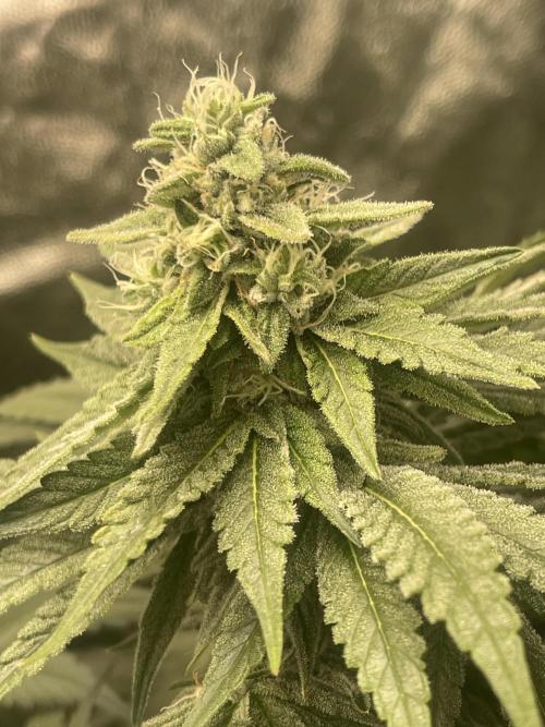 🍬 Runtzez 🍬. Week 10