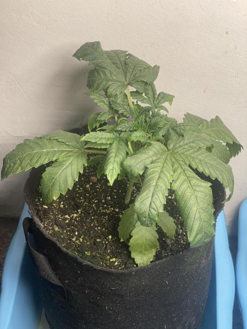 🍗 Chicken n’ Wafflez . Week 3