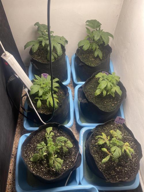 🍗 Chicken n’ Wafflez . Week 3