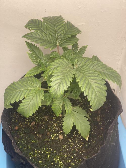 🍗 Chicken n’ Wafflez . Week 3