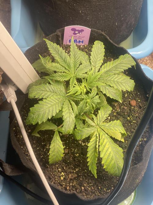 Blueberry Muffin. Week 3