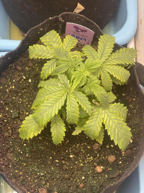 Blueberry Muffin. Week 3