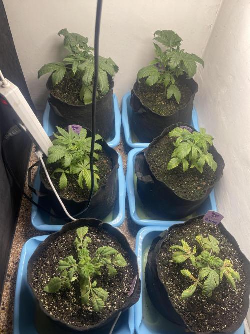 Blueberry Muffin. Week 3